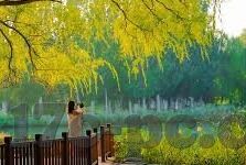 麻豆传媒视频手机在线-从网络文化的角度透视——麻豆传媒视频手机在线现象的社会影响及其启示
